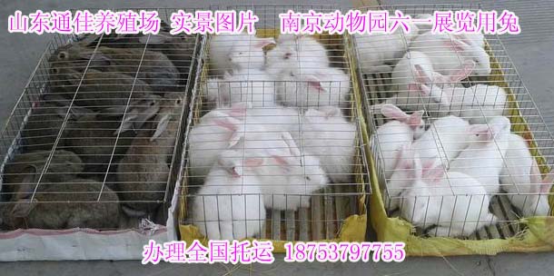 肉兔养殖场,饲养肉兔的厂子