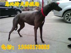 山东诚德牧业 牛羊驴优质养殖展示基地
