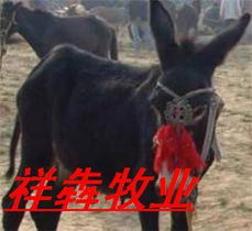 山东祥犇牧业牛羊养殖总场马产品列表与饲养指南