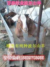 百泰牛羊珍禽特种养殖基地 领航高端养殖新标杆