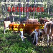 【肉驴饲养问答】价格,厂家,图片,供应商,牲畜,嘉祥县航宇牛羊驴养殖场 - 产品库 - 阿土伯交易网